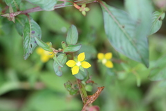 Ludwigia hyssopifolia